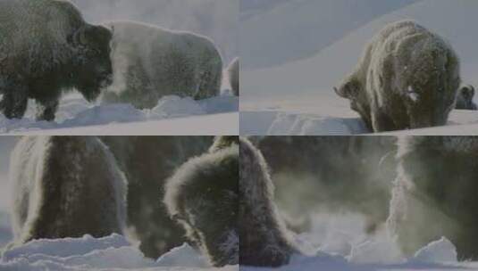 雪地牦牛高清在线视频素材下载