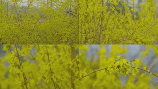 甘肃黄花树全景特写空镜素材高清在线视频素材下载
