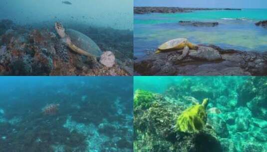 【合集】海龟 海洋生物 龟高清在线视频素材下载