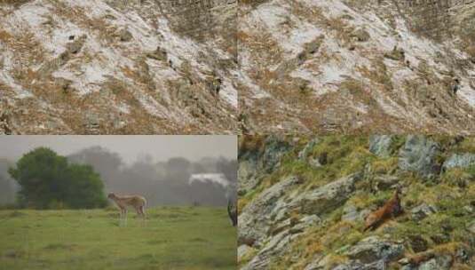 【合集】羚羊站在岩石上吃草高清在线视频素材下载