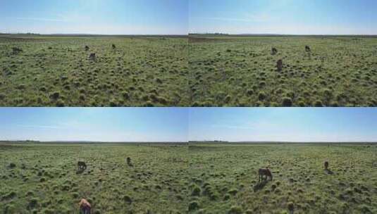 牛在草地上吃草高清在线视频素材下载