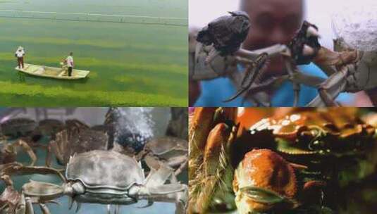 阳澄湖大闸蟹从养殖到端上餐桌高清在线视频素材下载