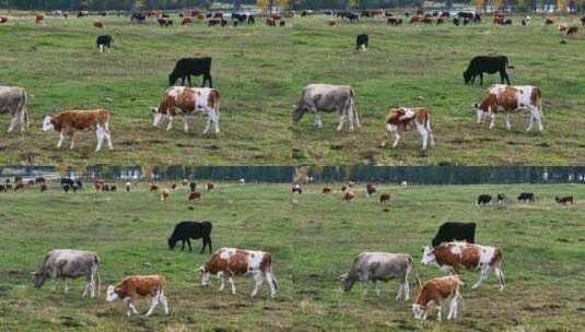 4K航拍喀纳斯牛群吃草高清在线视频素材下载