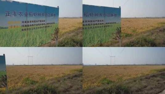 稻米水稻农田耕地种植基地正丰告示牌横移高清在线视频素材下载