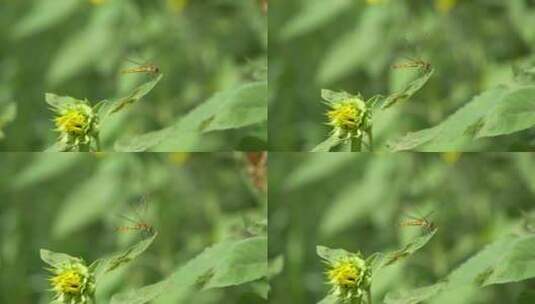 夏季叶尖上的蜻蜓高清在线视频素材下载