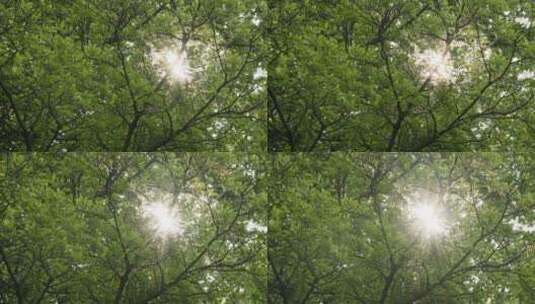 夏天森林树木树叶阳光星芒高清在线视频素材下载