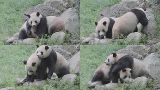 四川成都熊猫乐园大熊猫高清在线视频素材下载