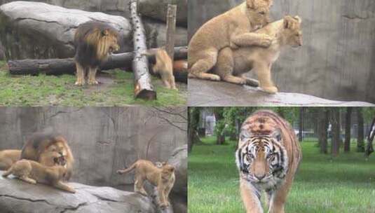 4K动物园里的狮虎山(片场）高清在线视频素材下载