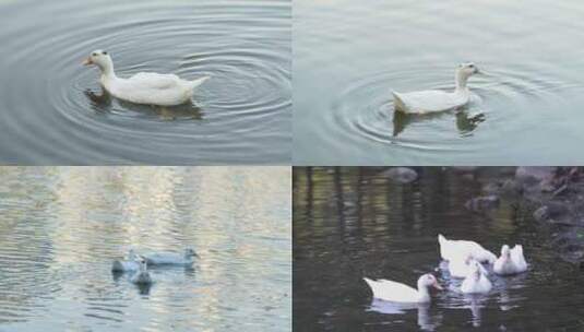 冬天鸭子在公园的湖水里悠闲地觅食游玩高清在线视频素材下载