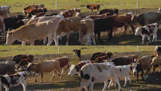 正在转场的牛群高清在线视频素材下载