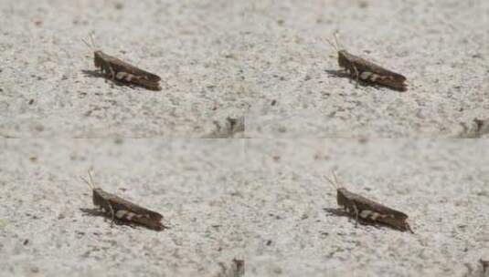 秋天昆虫排泄蝗虫蛐蛐蝈蝈高清在线视频素材下载