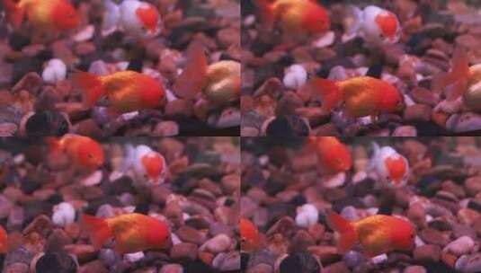 观赏鱼 鱼缸里的金鱼 狮子头高清在线视频素材下载