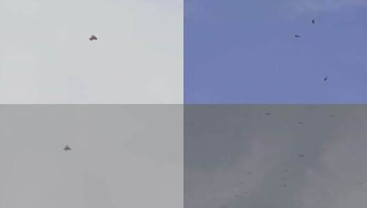 4K自然飞翔的鹰高山兀鹫高清在线视频素材下载