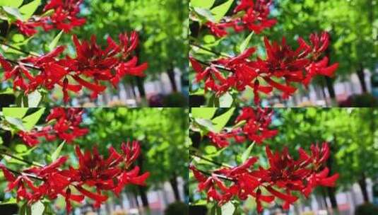 龙牙花牙花花朵花象牙红龙芽花高清在线视频素材下载