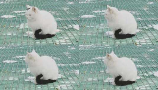 冬季白猫在地上休息高清在线视频素材下载