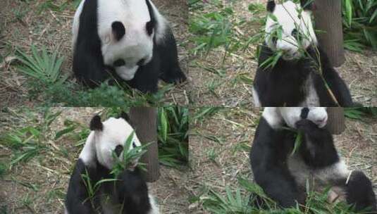四川大熊猫吃竹子高清在线视频素材下载