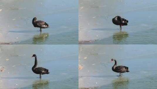 冬天湖中的黑天鹅高清在线视频素材下载