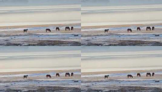 冰天雪地里吃草的马群高清在线视频素材下载