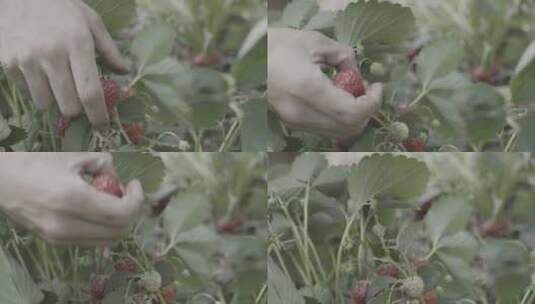 摘草莓高清在线视频素材下载