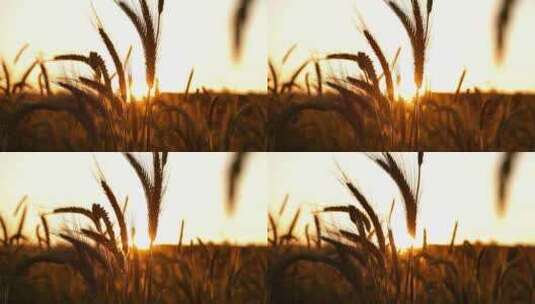夕阳照射着随风摇摆的麦穗剪影高清在线视频素材下载