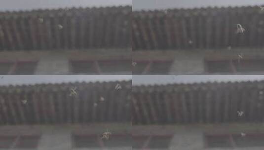 屋檐下的蜜蜂高清在线视频素材下载