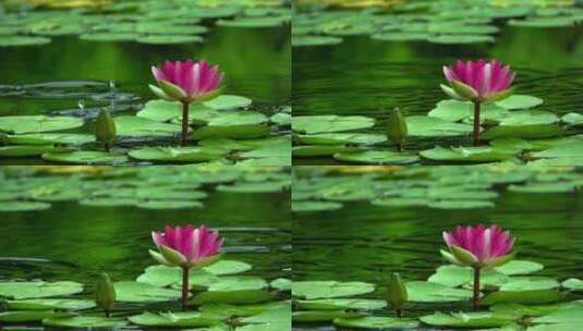 夏天池塘水面红莲，碧绿荷叶高清在线视频素材下载