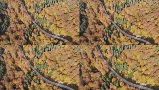 秋天森林里的路高清在线视频素材下载