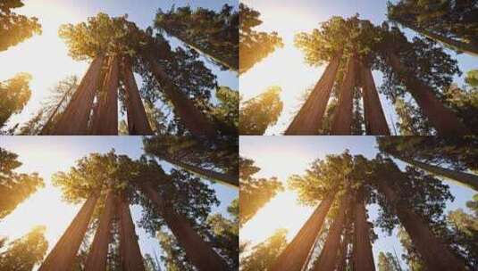 国家公园内的参天大红杉树高清在线视频素材下载