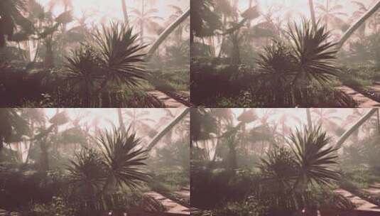 热带环境中的棕榈树图片高清在线视频素材下载