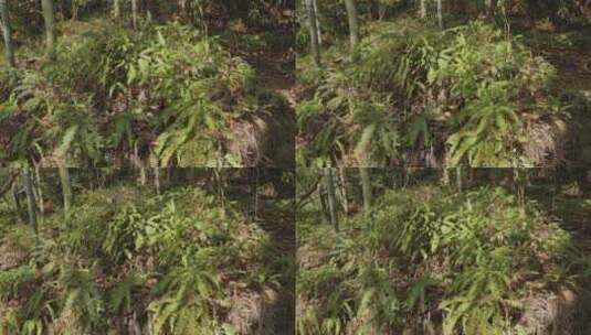 蕨类植物自然空镜运镜空景高清在线视频素材下载