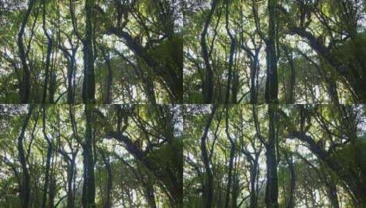 森林丛林树林光影秘境高清在线视频素材下载