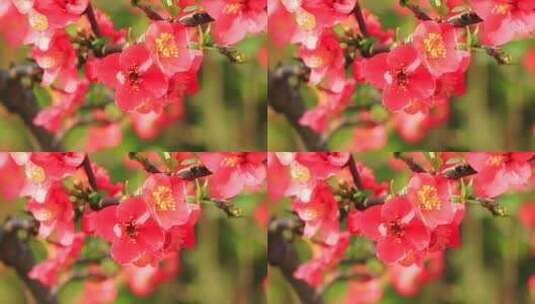 春天的海棠花开，蜜蜂忙着采花粉实拍片段高清在线视频素材下载