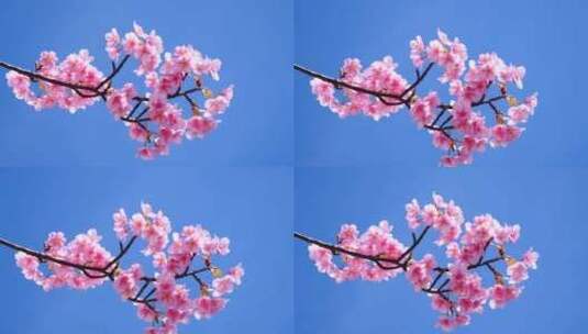 粉色的樱花高清在线视频素材下载
