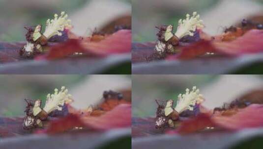 红蚁在红芙蓉落花花瓣上觅食的特写镜头高清在线视频素材下载