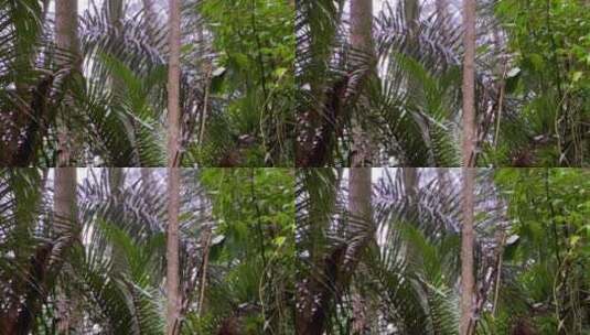 雨水落在茂密的森林树木上。雨水打湿了树叶高清在线视频素材下载