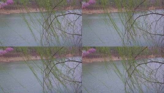 清明春暖花开河边垂柳高清在线视频素材下载