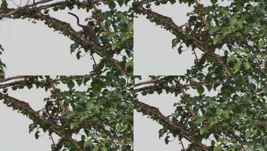 三条纹麝香猫沿着树枝向上，躲在厚厚的树叶高清在线视频素材下载