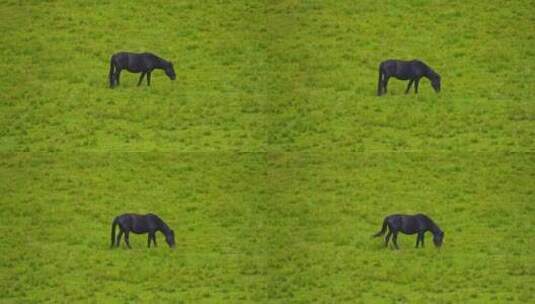 祁连山草原上的马高清在线视频素材下载