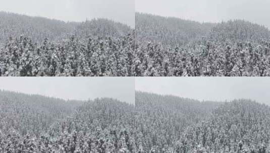 冬天暴雪纷飞森林下雪雪景霜降立冬大雪航拍高清在线视频素材下载