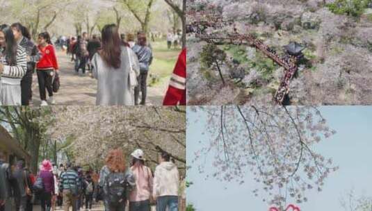 【多镜头】看樱花的人群高清在线视频素材下载