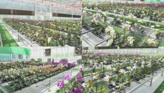 花卉 蝴蝶兰 花 花市 盆栽 植物高清在线视频素材下载