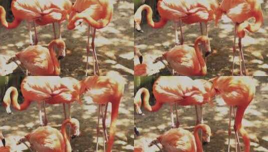 一群站在阳光下的粉红色火烈鸟的特写镜头高清在线视频素材下载