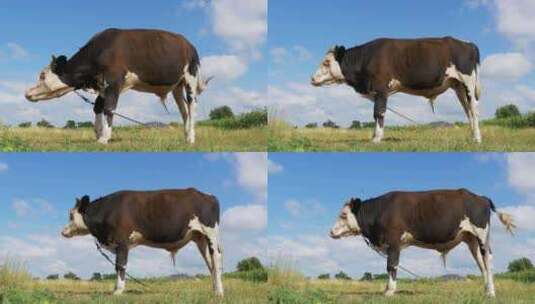 美丽的灰色和白色公牛在天空背景的草地上吃高清在线视频素材下载