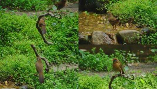 画眉小鸟水池小溪河边洗澡梳理羽毛高清在线视频素材下载