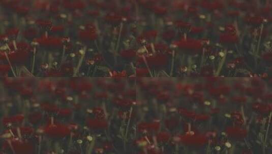 红色花朵特写视频高清在线视频素材下载