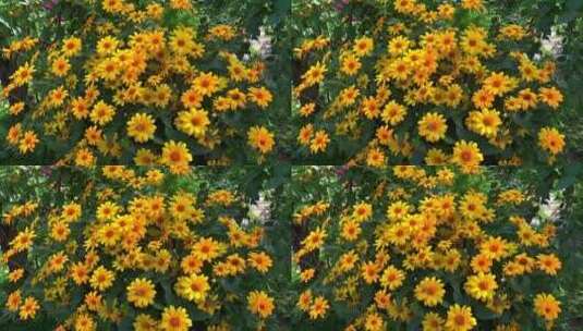 路边花朵的特写镜头高清在线视频素材下载