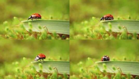 绿草中的瓢虫特写镜头高清在线视频素材下载