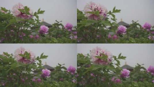 洛阳4k牡丹鲜花盛开生机勃勃绿叶空镜高清在线视频素材下载