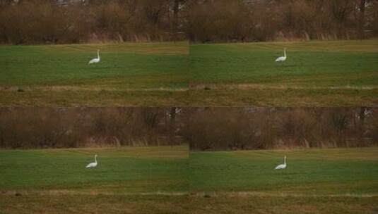 草原上散步的鸭子高清在线视频素材下载