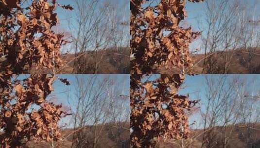 树上飘动的干枯的树叶高清在线视频素材下载